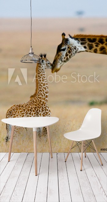 Picture of Female giraffe with a baby in the savannah Kenya Tanzania East Africa An excellent illustration